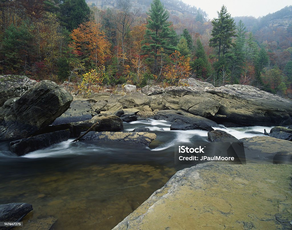 Fall color along the Big South Fork River Fall color detail at the Big South Fork National River & Recreation Area, TN. Cumberland River Stock Photo