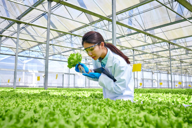 eine forscherin untersucht gemüse im smart greenhouse - agriculture greenhouse research science stock-fotos und bilder