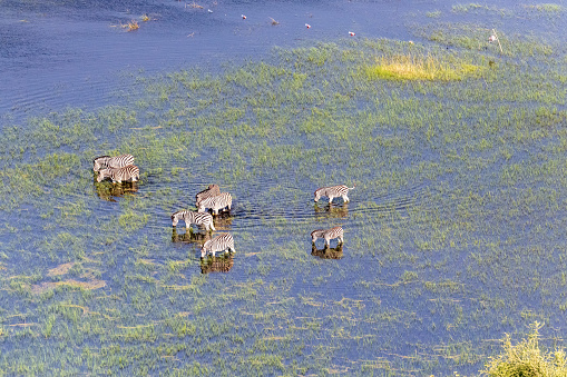 Aerial shot of a herd of Zebras grazing in the Okavango delta wetlands in Botswana.