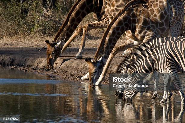 Girafa E Zebra - Fotografias de stock e mais imagens de Animal - Animal, Animal de Safari, Animal selvagem