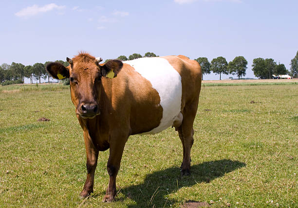 piękne lakenvelder krowa - sheeted zdjęcia i obrazy z banku zdjęć