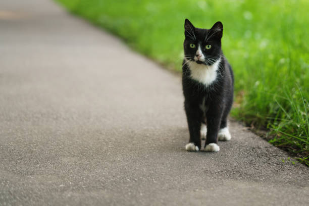 istock homeless black and white cat on asphalt 1476477894