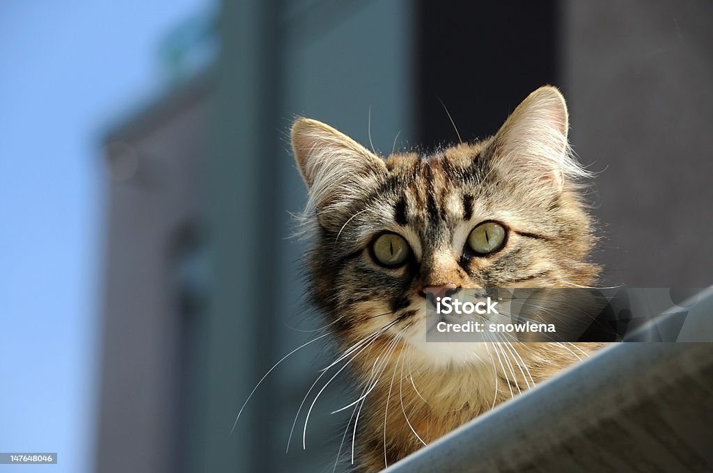 Curiouse cat Curiouse cat looking from roofing Animal Stock Photo