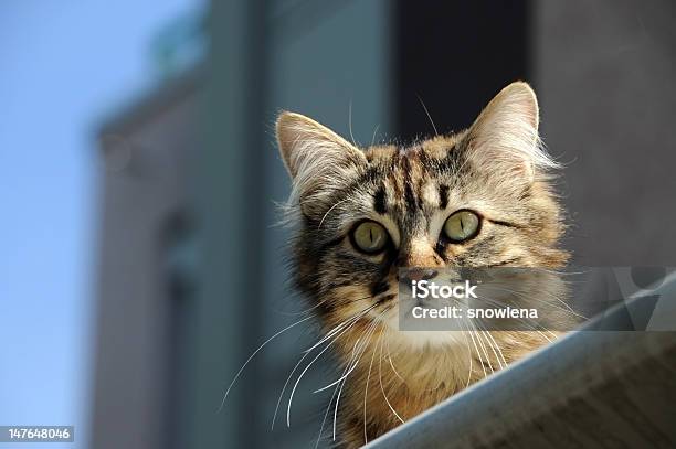 Curiouse Cat Stock Photo - Download Image Now - Animal, Animal Hair, Animal Whisker