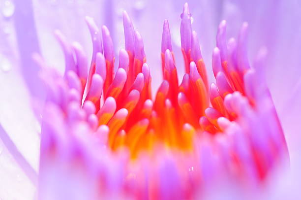 istock The waterlily flower stamens 147648162