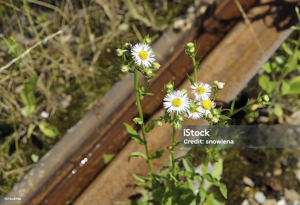 Camomiles et rouillé train - Photo de A l'abandon libre de droits