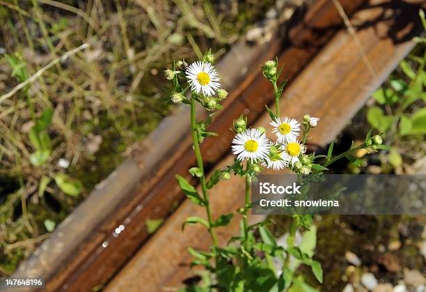 Photo libre de droit de Camomiles Et Rouillé Train banque d'images et plus d'images libres de droit de A l'abandon - A l'abandon, Camomille - Fleur des zones tempérées, Fer