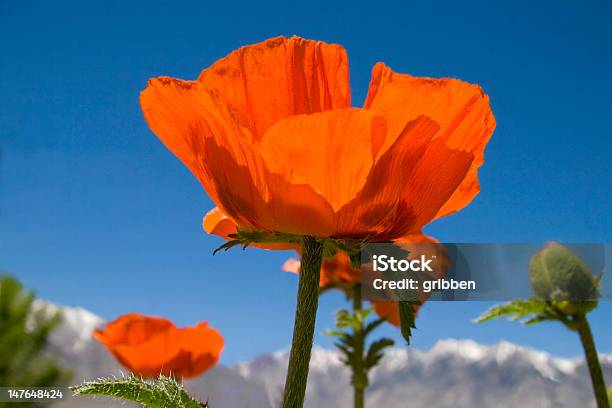 Poppies Y Montañas Coronadas De Nieve Foto de stock y más banco de imágenes de Amapola - Planta - Amapola - Planta, Amapola oriental, Sierra Nevada de California