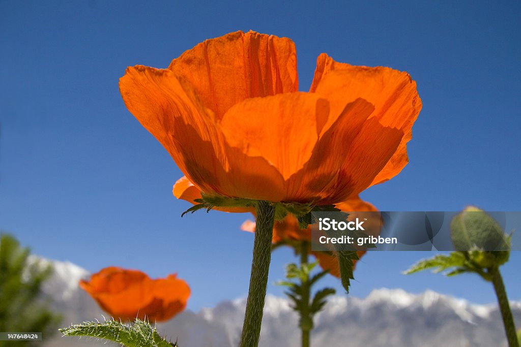 Poppies 및 눈 덮인 - 로열티 프리 양귀비-식물 스톡 사진
