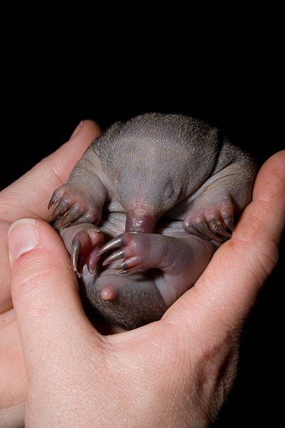 Echidna orphaned young Echidna, spines just stating to develop. echidna stock pictures, royalty-free photos & images