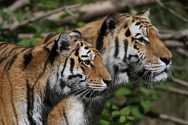 istock Pair of tigers 147648543