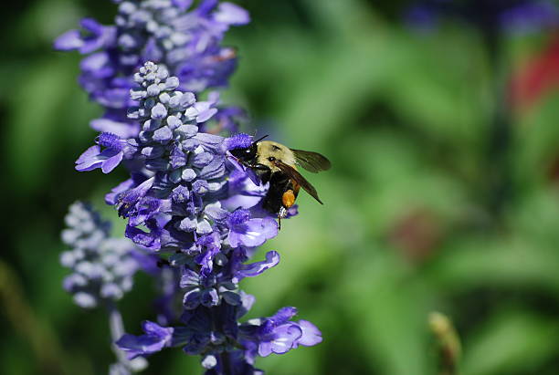Pollinating Bumble Bee stock photo