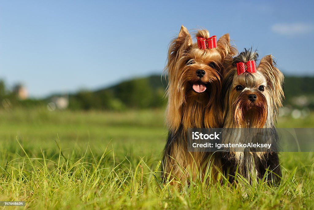 Yorkshire Terriers - Zbiór zdjęć royalty-free (Grupa zwierząt)