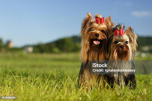 Yorkshire Terriers - zdjęcia stockowe i więcej obrazów Grupa zwierząt - Grupa zwierząt, Yorkshire terrier, Dwa zwierzęta