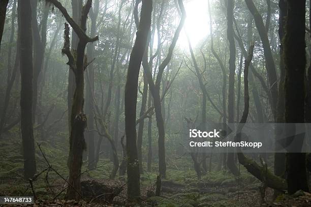Misty Forest Stockfoto und mehr Bilder von Atlantikinseln - Atlantikinseln, Baum, Depression