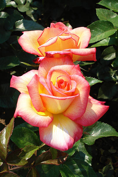 Beautiful Isolated Rose stock photo