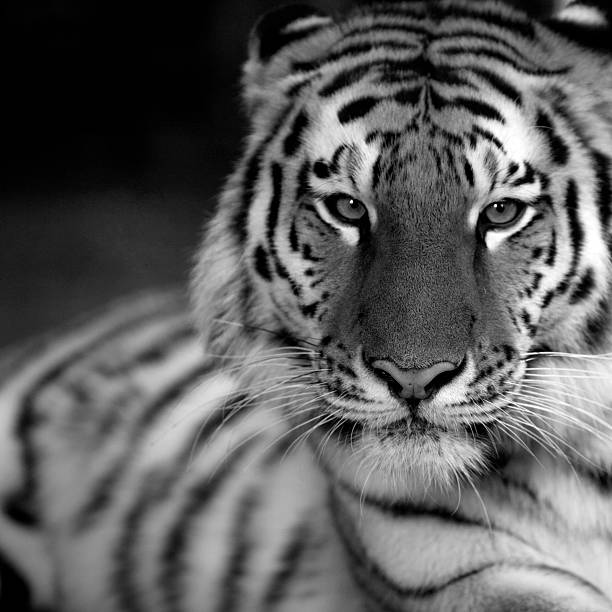 istock A black and white image of a tiger 147648926
