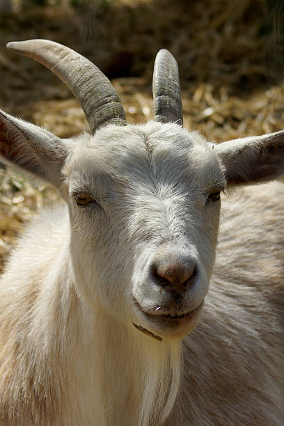 Goat Smiling stock photo