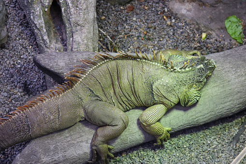 Giant Green Iguana Laying on the Tree Log in the Nature Environment