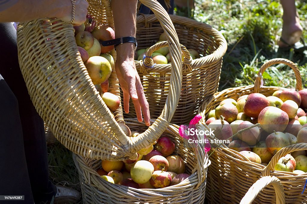 Ręka i kosze z jabłek - Zbiór zdjęć royalty-free (Jabłko)