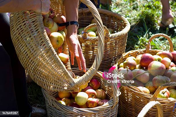 Ręka I Kosze Z Jabłek - zdjęcia stockowe i więcej obrazów Jabłko - Jabłko, Kosz, Czerwony