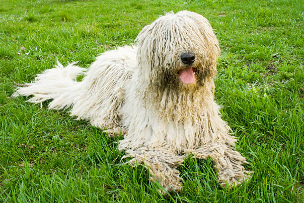 big dog big dog on green grass shaggy fur stock pictures, royalty-free photos & images