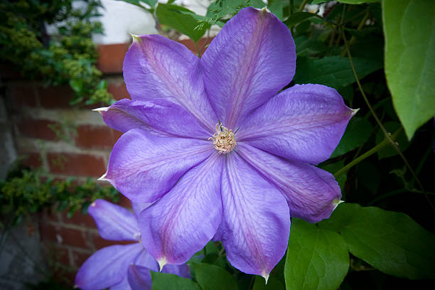 istock Purple Clematis Flower on Vine, Vignette 147649490