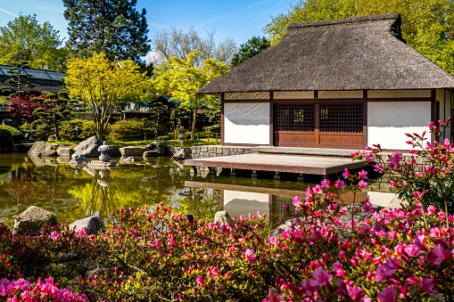 Japanese Tea House with pink flowers in the foreground at a pond in Planten un Blomen public park in Hamburg, a tranquil retreat in a beautiful Japanese garden with scenic stones and lush foliage.