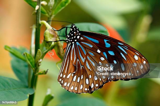 Farfalla Brillante - Fotografie stock e altre immagini di Ala di animale - Ala di animale, Ambientazione esterna, Animale