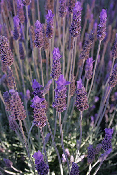 Lavender bush stock photo