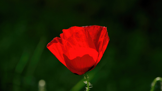 Red poppy flower close up.
