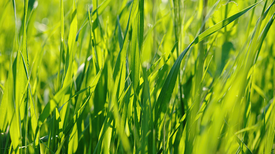 Agricultural green field with young green sprouts