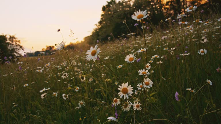 SLO MO Spring meadow at dusk