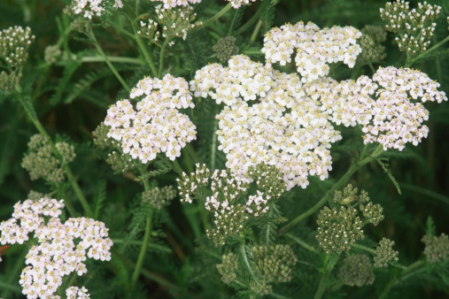 Multiple common yarrow in bloom close-up with selective focus
