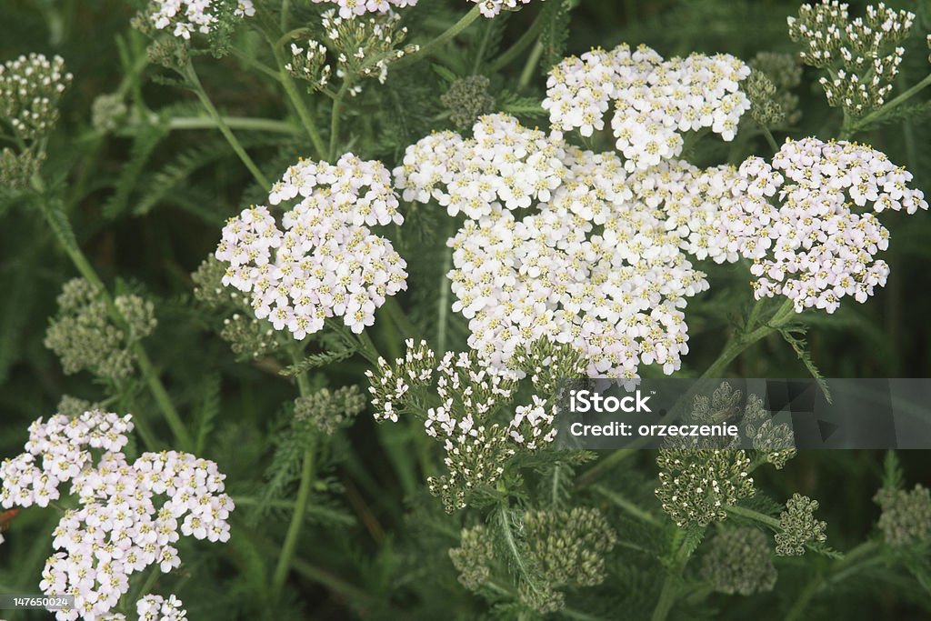 Flowering achillea. The wild plant used in traditional medicine to treat wounds. A number of species are popular garden plants. Yarrow Stock Photo