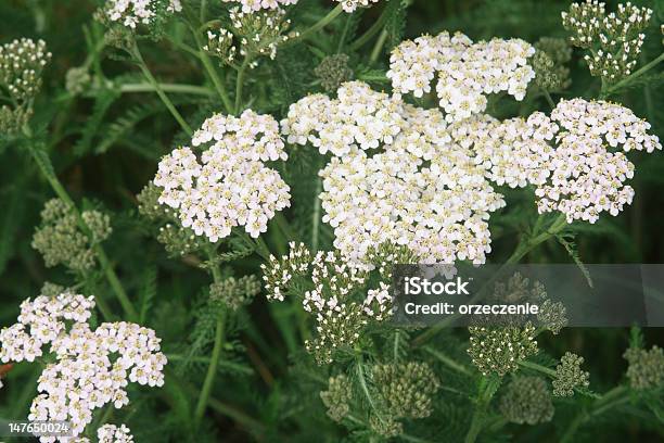Flowering Achillea Stock Photo - Download Image Now - Yarrow, White Color, Blossom