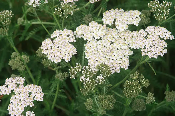 The wild plant used in traditional medicine to treat wounds. A number of species are popular garden plants.