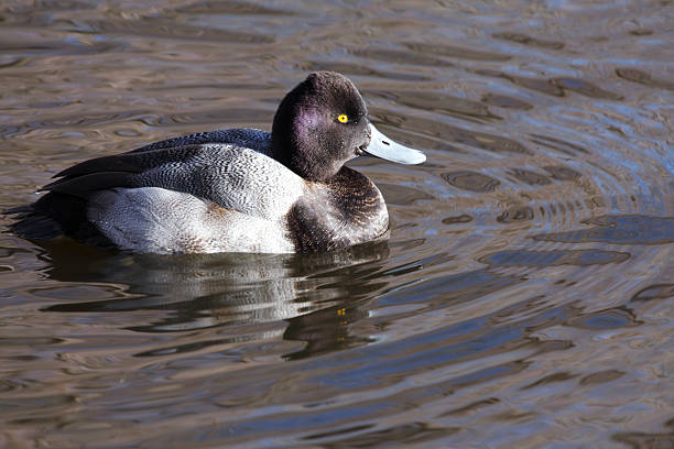 scaup duck (scaup) resting on a local pond greater scaup stock pictures, royalty-free photos & images