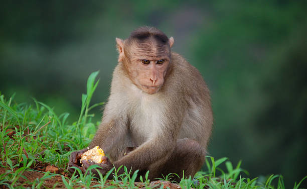 Indian monkey eating corn stock photo