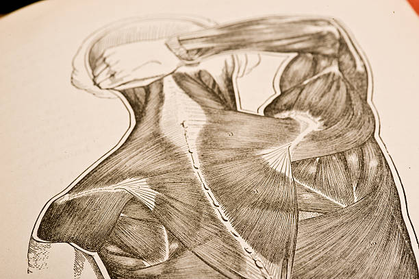 근육 상단 등근육 - latissimus dorsi illustrations stock illustrations