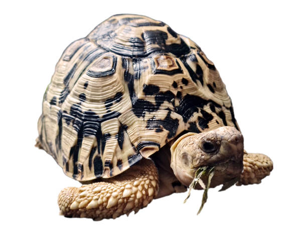 istock Leopard tortoise exotic sitting on the floor. 1476506873