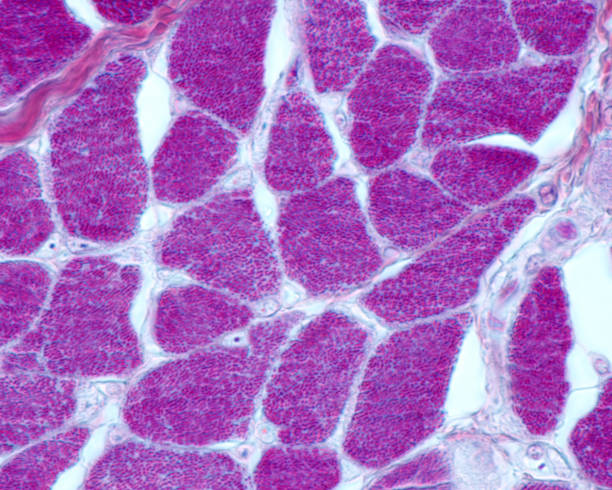 fibra muscular estriada. miofibriles - myofibrils fotografías e imágenes de stock