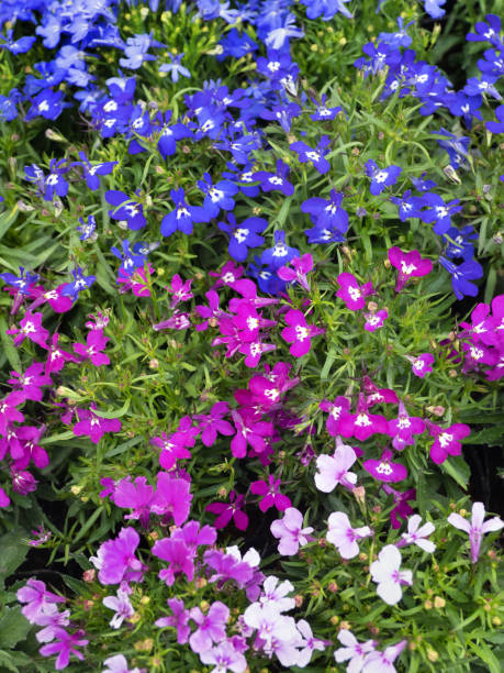 istock Lobelia flower seedlings 1476507343