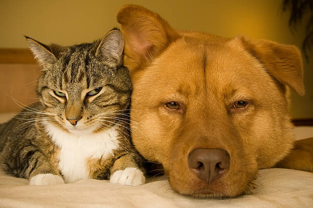 istock Cat and large dog lazily laying next to each other 147650824