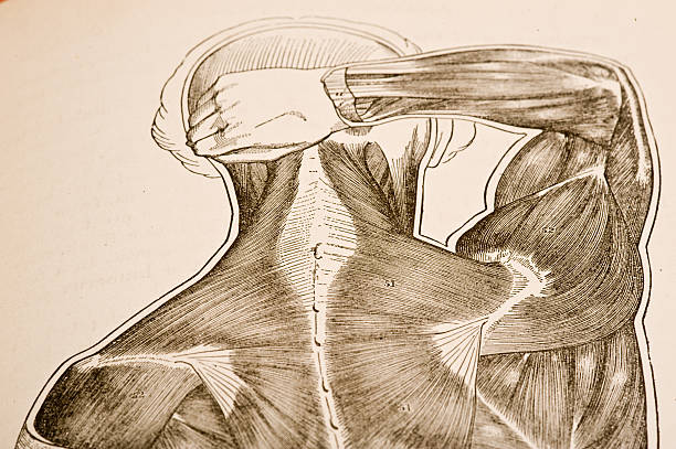 근육 후면 - latissimus dorsi illustrations stock illustrations