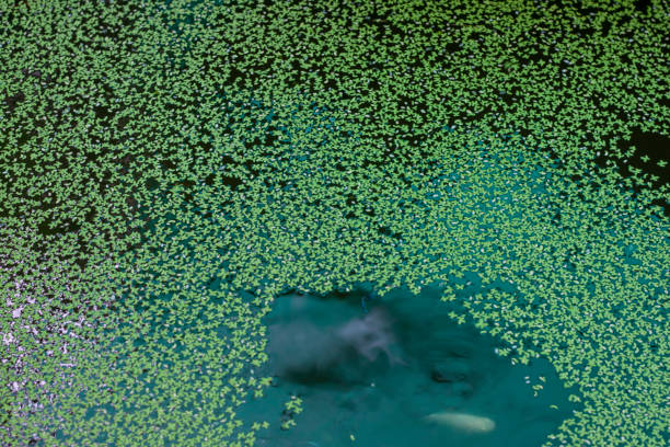 istock Duckweed or Lemna minor in  the pond for background. 1476510166