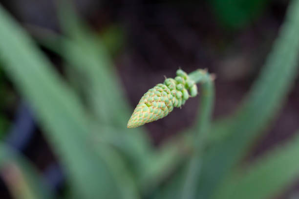 istock Flower of Aloe Vera tree bloom on blur nature background. 1476510195
