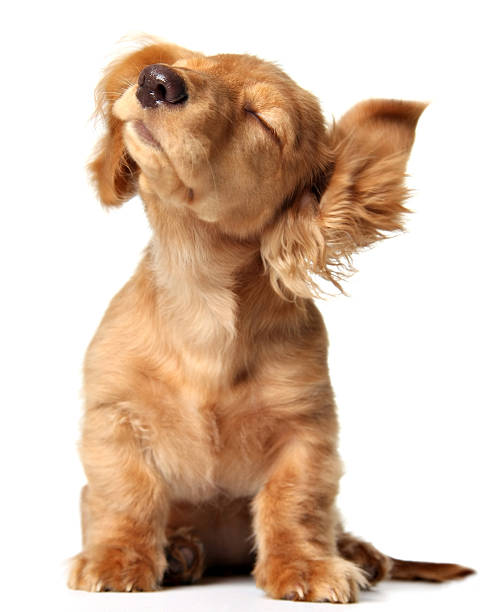 A cute brown puppy shakes its floppy ears 