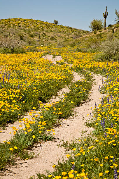 istock Arizona Back Road and Wild flowers 147651149