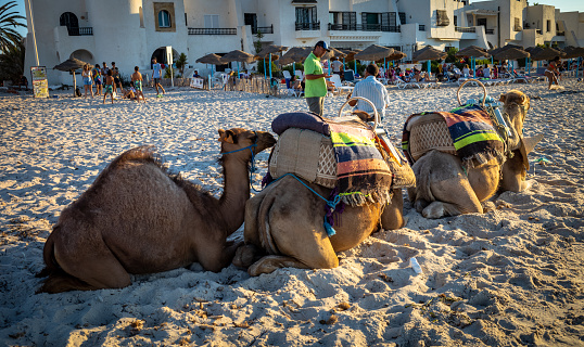 Men wait with their camels for tourists to offer rides to at Port El Kantaoui in Tunisia.